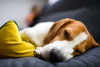 Небезпечна їжа для собак: як уникнути отруєнь і болю