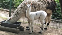 У Рівненському зоопарку – поповнення і… конкурс! (ФОТО)
