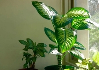 5 кімнатних рослин, які «проганяють» із дому гроші: народні прикмети