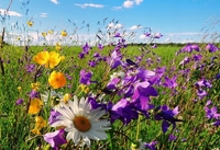 Яким буде вересень: З’явився перший прогноз