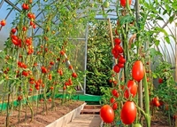 Чим підживлювати помідори, щоб швидше отримати плоди