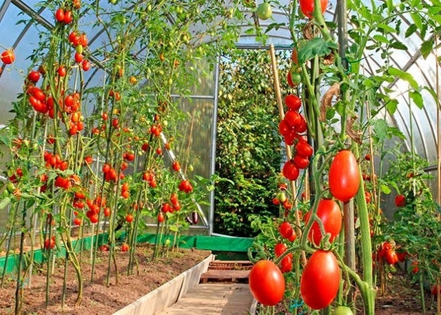 Сечовина для помідорів: користь, дозування та способи застосування
