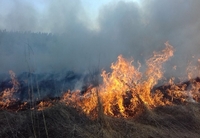 48 пожеж в екосистемах Рівненщини: від вогню врятували лісовий масив (ФОТО)