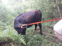 На Рівненщині з багнюки діставали корову (ФОТО)