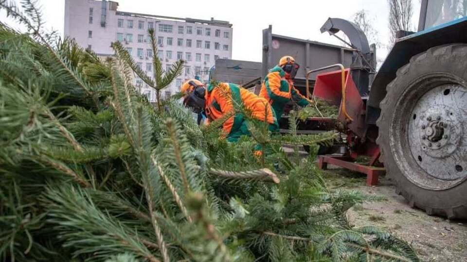 Куди віддавати святкові дерева у Рівному?