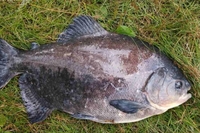 Рибу з людськими зубами виловив київський рибалка (ФОТО)