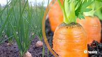 Подвійний урожай із однієї грядки: що посадити поряд із морквою?