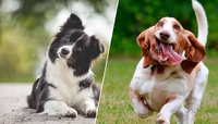 Вчені назвали найрозумніші (і не дуже) породи собак
