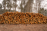 Які часи, такі й рекорди: в Україні створили рекордний запас дров