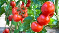 Допоможуть всього 2 нескладні процедури: як врятувати томати від похолодання? 