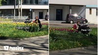 Сезон крадіжок розпочато: у Рівному чоловіки зривають тюльпани з клумб (ФОТО)