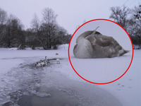 На Рівненщині замерзла водойма, де зимують лебеді (ФОТО)