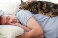 Як поведінка котів передвіщає стан здоров'я людини: народні прикмети