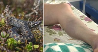 УЖЕ ДВІ ЖЕРТВИ: в Україні отруйні змії заповзають на подвір'я 