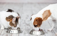 Чим нагодувати тварину, якщо немає корму: різні варіанти для котів і собак
