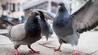 Жінка спеціально «натравлює» голубів на сусідські авто: курйоз у Рівному (ФОТО)