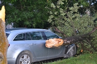 У Рівному дерево впало на авто біля будинку з номером 13 (ФОТО)