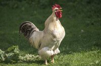 Чому наші пращури боялися співу півнів на Трійцю: народні прикмети