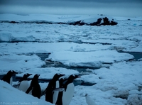 Пінгвіни опинилися у льодовій пастці. Допомогти їм неможливо (ФОТО)