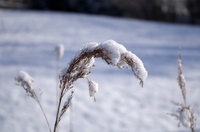 Сніг 3 березня віщує гарний врожай хліба: народні прикмети