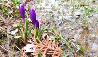 Снігопади, грози та «мінуси»: Погода на початку квітня здивує українців