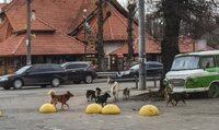 Небезпека у туристичному місті Рівненщини: через бродячих псів