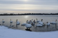 На водоймі поблизу Хмельницької АЕС зимують лебеді
