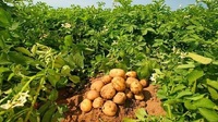 Що треба картоплі у червні, щоб у серпні зібрати шикарний врожай?