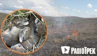 Пташенят із зайченятами палять «добрі люди» у Рівному разом з травою (ФОТО)