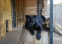 Зоомоделі позують: кращі свіжі фото тварин Рівненського зоопарку (ФОТО) 