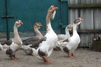 Чому гуски не хочуть нестися: Назвали основні причини і як вирішити проблему