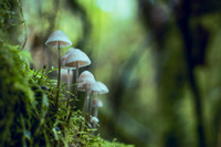 Рідкісний гриб знайшли на Рівненщині (ФОТО)