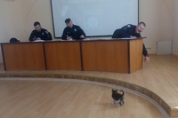 В управлінні поліцейських у Рівному живе кошеня (ФОТО)