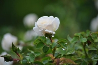 Якою буде погода на Рівненщині в останній день липня