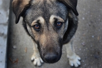 Акцію протесту влаштовують на Рівненщині після жорстокого вбивства собаки
