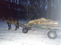 Незаконну деревину виявили поліцейські Рівненщини (ФОТО)