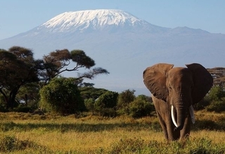 "Кіліманджаро - вкрита снігом гора заввишки 19710 футів, яку вважають найвищою в Африці. Її західна вершина мовою масаї звється "Нгає-Нгаї", тобто "Божий дім"."