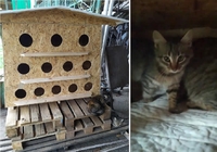 У Березному безпритульні котики стали «власниками» осель (ФОТО) 