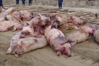 У Тараканові два десятки свиней здохли від чуми