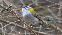 Зачаровують співом: У Чорнобилі помітили найменших птахів в Україні