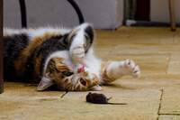 Кішка принесла мишу в будинок: Що віщує прикмета?