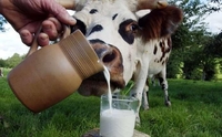 «Молоко на Рівненщині забруднене радіацією», - британські вчені 