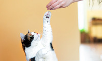 Дресирування кота: як навчити муркотика робити трюки