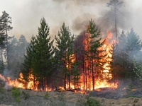 На Рівненщині горять гектари лісу. Усе це – підпали