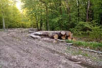 СБУ затримала лісівника, який «кришував» рубку лісу у заповідних зонах Рівненщини 