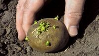 Що треба покласти в лунку з картоплею, щоб урожай приємно потішив