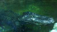 На Арабатській Стрілці знайшли крокодила