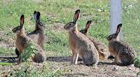 «Навала зайців» на околиці Рівного. Чи не з'їдять вухаті наш врожай під час «Режиму Тиші»?