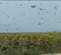 Стало відомо, коли в Україні вщухне нашестя сарани