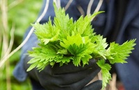 Несподівано: значно підвищити врожайність огірків допоможе «ковдра» із кропиви